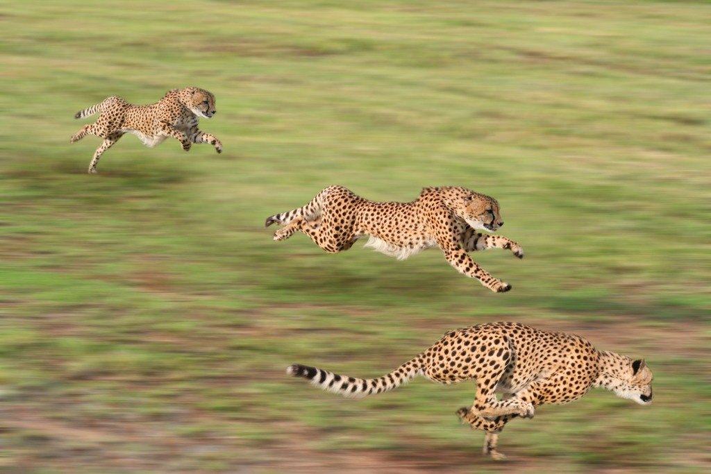 写真-cheetahs-hunting-picture-id92988406